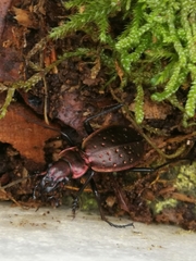 Carabus irregularis