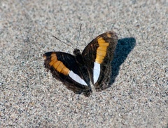 Adelpha jordani