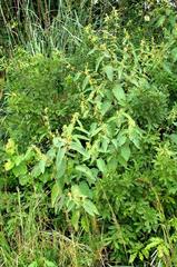 Triumfetta pilosa tomentosa