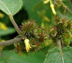 Triumfetta pilosa tomentosa