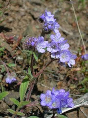 Phacelia breweri