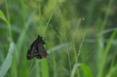 Papilio menatius victorinus