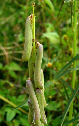 Crotalaria lanceolata image