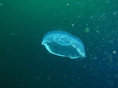 Aequorea forskalea