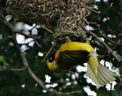 Ploceus intermedius cabanisii