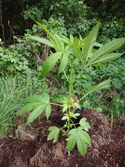 Cannabis sativa sativa