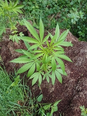 Cannabis sativa sativa