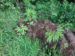 Cannabis sativa sativa