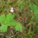 Round-leaved Crane's-Bill - Photo (c) kevinhintsa, some rights reserved (CC BY-NC), uploaded by kevinhintsa