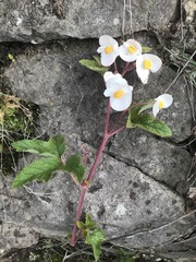 Begonia biserrata