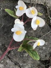 Begonia biserrata