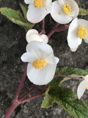 Begonia biserrata