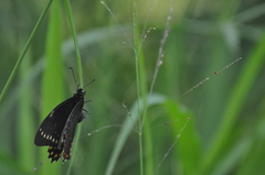 Papilio menatius victorinus