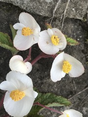 Begonia biserrata