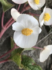 Begonia biserrata