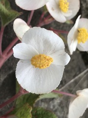 Begonia biserrata