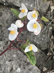Begonia biserrata