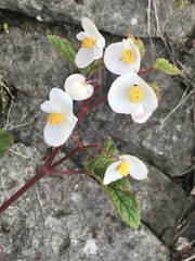 Begonia biserrata