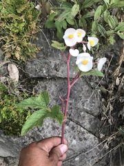 Begonia biserrata