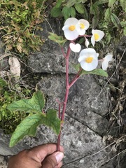 Begonia biserrata