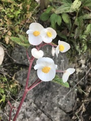 Begonia biserrata