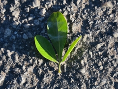 Searsia lucida lucida