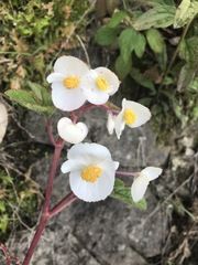Begonia biserrata