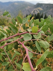 Capparis sicula