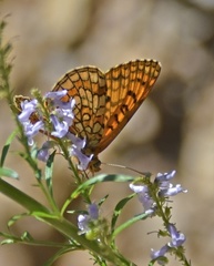 Melitaea parthenoides