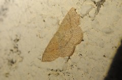 Cyclophora dataria