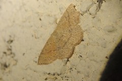 Cyclophora dataria