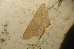 Cyclophora dataria