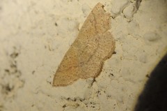 Cyclophora dataria