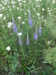 Veronica spicata spicata