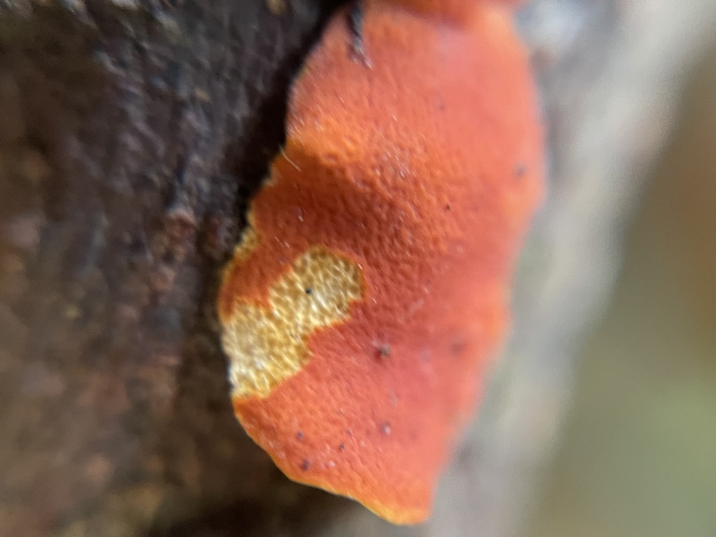 Trichoderma rogersonii