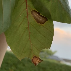 Stigmella tityrella