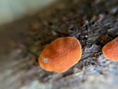Trichoderma rogersonii