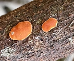 Trichoderma rogersonii