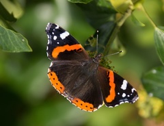 Vanessa atalanta