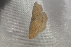 Cyclophora dataria