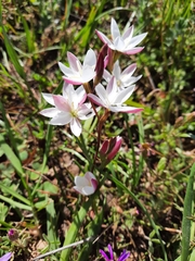 Hesperantha cucullata