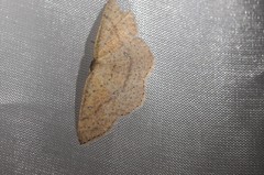 Cyclophora dataria