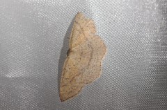Cyclophora dataria