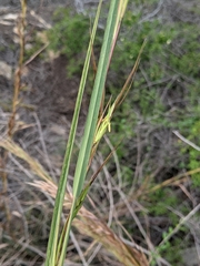 Themeda caudata