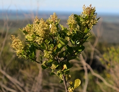 Searsia lucida lucida
