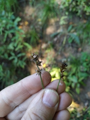 Carex muricata