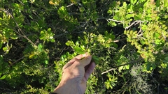 Searsia lucida lucida