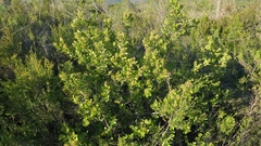 Searsia lucida lucida