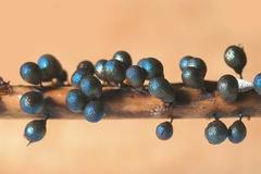 Lamproderma piriforme