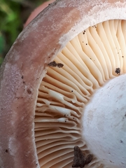Lactarius flexuosus